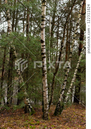 Birch trunk. Birch grove. Spring Forest Birch trunk. Birch grove. Spring Forest 122311824