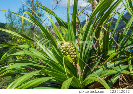 章魚小gas原 122312022