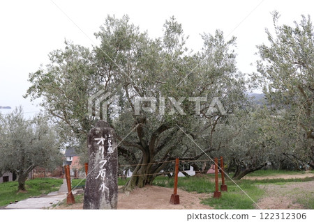 公園裡的老樹 122312306