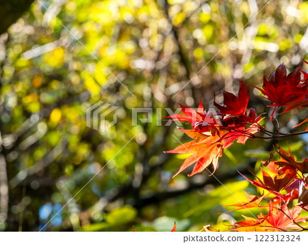 Vividly colored autumn leaves Vividly colored autumn leaves 122312324