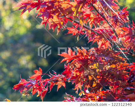 Vividly colored autumn leaves 122312340