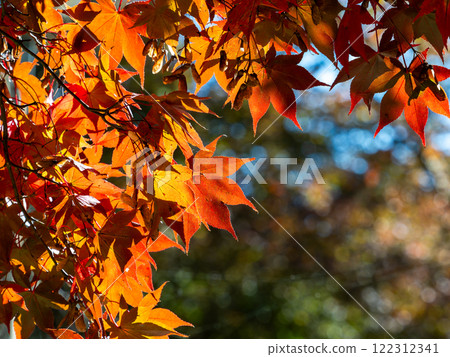 Vividly colored autumn leaves 122312341