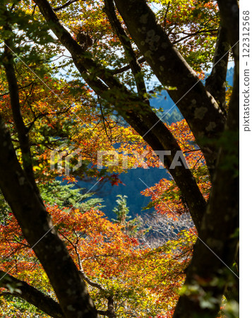 Beautiful autumn leaves shining on a clear autumn day 122312568