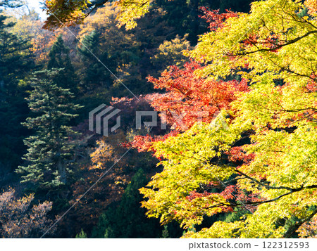 Beautiful autumn leaves shining on a clear autumn day Beautiful autumn leaves shining on a clear autumn day 122312593