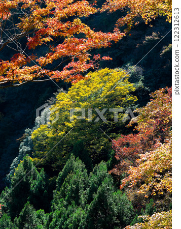 Beautiful autumn leaves shining on a clear autumn day 122312613