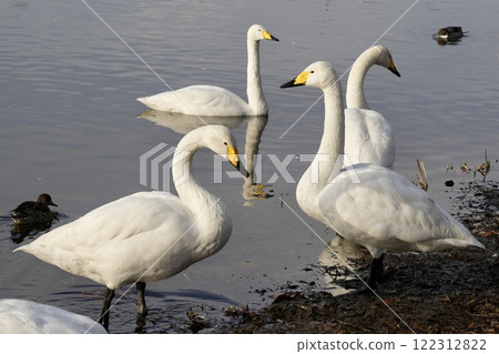 一群天鵝在水邊悠閒地玩耍 122312822