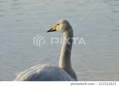 一隻美麗的天鵝在水面上優雅地遊動，凝視著遠方，特寫 122312823
