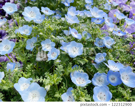 Nemophila flowers: Delicate little flowers the color of the sky blue. Nemophila flowers: Delicate little flowers the color of the sky blue. 122312900