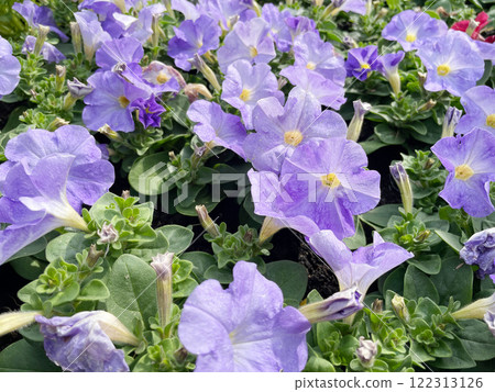 牽牛花〉 122313126