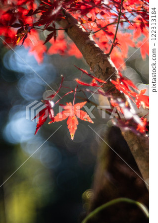 maple and ball blur maple and ball blur 122313184