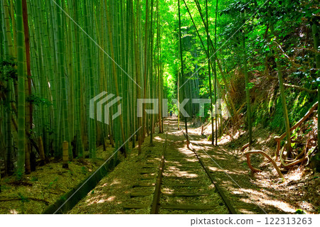 A female tourist stands on the abandoned railway line in a bamboo forest in the Chugoku region, Kurayoshi City, Tottori Prefecture (3) 122313263