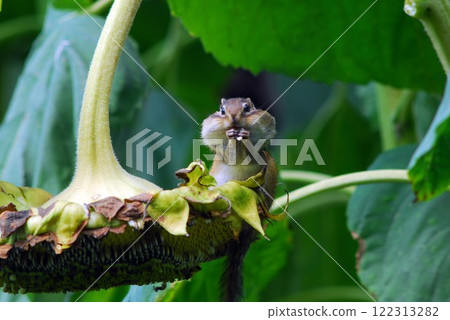 Ezoshimarisu Ezoshimarisu 122313282