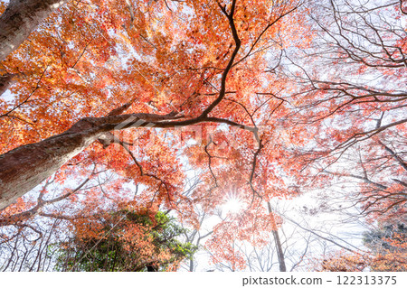 Maple tree photographed with an ultra-wide-angle lens Maple tree photographed with an ultra-wide-angle lens 122313375