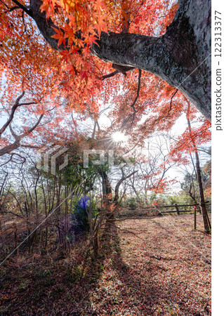 Maple tree photographed with an ultra-wide-angle lens Maple tree photographed with an ultra-wide-angle lens 122313377