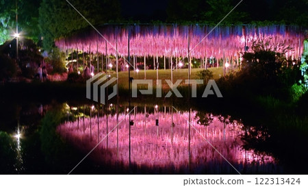 Illuminated wisteria Illuminated wisteria 122313424