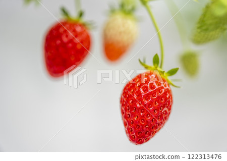 宮城縣山本市紅草莓水果之家草莓草莓採摘 宮城縣山本市紅草莓水果之家草莓草莓採摘 122313476