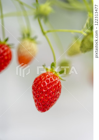 宮城縣山本市紅草莓水果之家草莓草莓採摘 宮城縣山本市紅草莓水果之家草莓草莓採摘 122313477