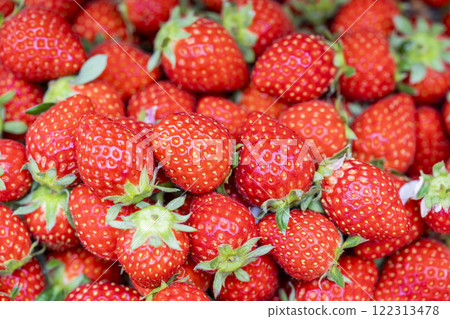 Red strawberry fruit House strawberry strawberry picking Yamamoto Town, Miyagi Prefecture Red strawberry fruit House strawberry strawberry picking Yamamoto Town, Miyagi Prefecture 122313478
