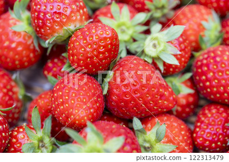 Red strawberry fruit House strawberry strawberry picking Yamamoto Town, Miyagi Prefecture 122313479