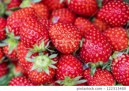 宮城縣山本市紅草莓水果之家草莓草莓採摘 122313480