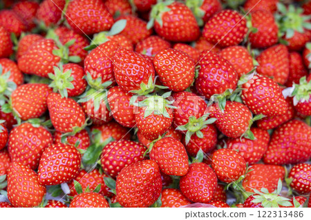 Red strawberry fruit House strawberry strawberry picking Yamamoto Town, Miyagi Prefecture Red strawberry fruit House strawberry strawberry picking Yamamoto Town, Miyagi Prefecture 122313486