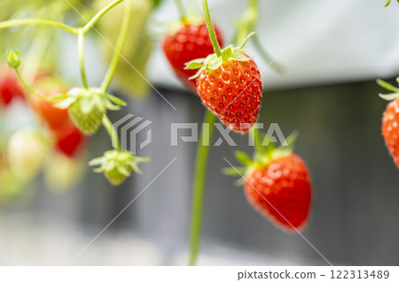 Red strawberry fruit House strawberry strawberry picking Yamamoto Town, Miyagi Prefecture Red strawberry fruit House strawberry strawberry picking Yamamoto Town, Miyagi Prefecture 122313489