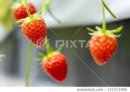 Red strawberry fruit House strawberry strawberry picking Yamamoto Town, Miyagi Prefecture 122313490