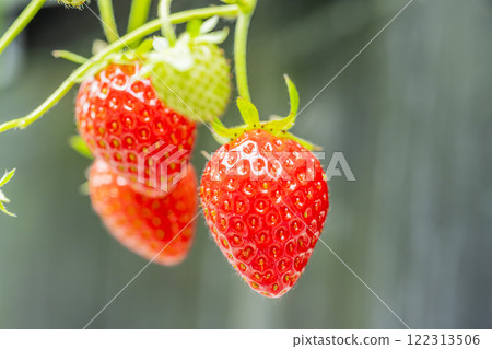 Red strawberry fruit House strawberry strawberry picking Yamamoto Town, Miyagi Prefecture 122313506