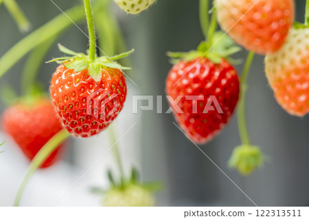 Red strawberry fruit House strawberry strawberry picking Yamamoto Town, Miyagi Prefecture Red strawberry fruit House strawberry strawberry picking Yamamoto Town, Miyagi Prefecture 122313511