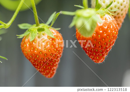 Red strawberry fruit House strawberry strawberry picking Yamamoto Town, Miyagi Prefecture Red strawberry fruit House strawberry strawberry picking Yamamoto Town, Miyagi Prefecture 122313518