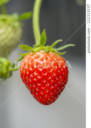 Red strawberry fruit House strawberry strawberry picking Yamamoto Town, Miyagi Prefecture 122313537