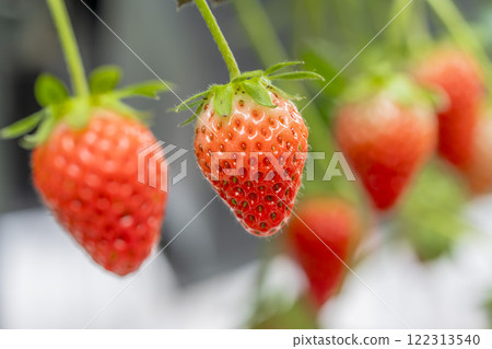 Red strawberry fruit House strawberry strawberry picking Yamamoto Town, Miyagi Prefecture 122313540