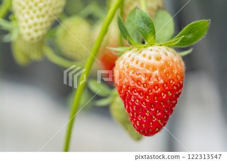 Red strawberry fruit House strawberry strawberry picking Yamamoto Town, Miyagi Prefecture Red strawberry fruit House strawberry strawberry picking Yamamoto Town, Miyagi Prefecture 122313547