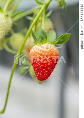 Red strawberry fruit House strawberry strawberry picking Yamamoto Town, Miyagi Prefecture Red strawberry fruit House strawberry strawberry picking Yamamoto Town, Miyagi Prefecture 122313548