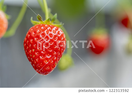 Red strawberry fruit House strawberry strawberry picking Yamamoto Town, Miyagi Prefecture Red strawberry fruit House strawberry strawberry picking Yamamoto Town, Miyagi Prefecture 122313592