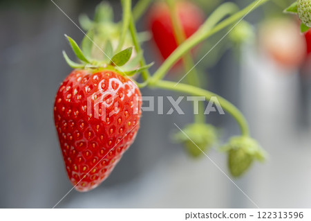宮城縣山本市紅草莓水果之家草莓草莓採摘 122313596