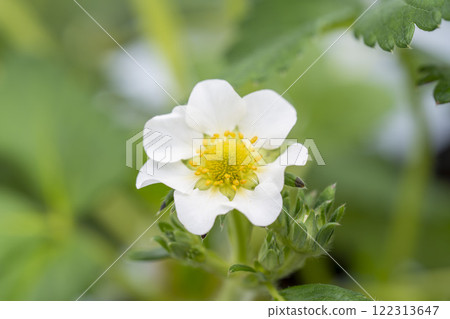 Strawberry White Flower House no Ichigo Yamamoto-cho, Miyagi Prefecture 122313647