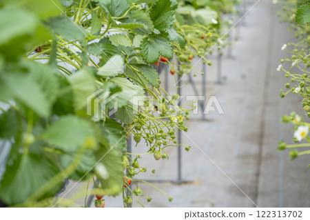 Red ripe strawberries, strawberries in a greenhouse, strawberry picking path, Yamamoto Town, Miyagi Prefecture 122313702