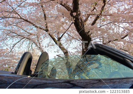 櫻花盛開，開車 122313885