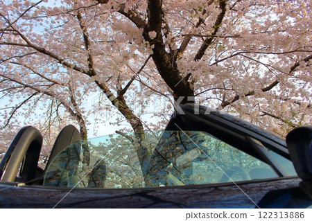 櫻花盛開，開車 122313886