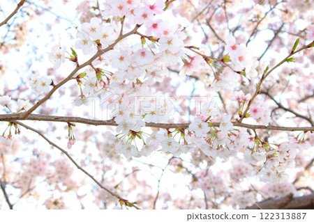 櫻花盛開 櫻花盛開 122313887