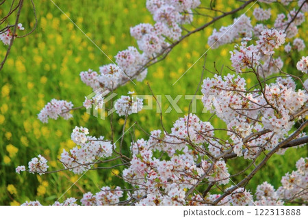 春天的花朵、櫻花、油菜花和黃色油菜花 122313888