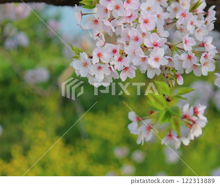 櫻花和油菜花 122313889