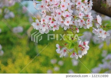 櫻花和油菜花 122313890