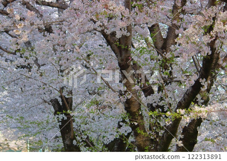櫻花盛開 櫻花盛開 122313891