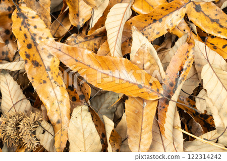 落葉滿地 落葉滿地 122314242