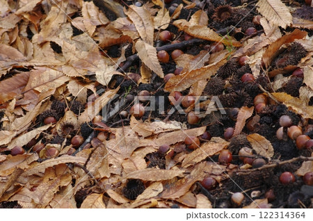 Fallen leaves and acorn Fallen leaves and acorn 122314364