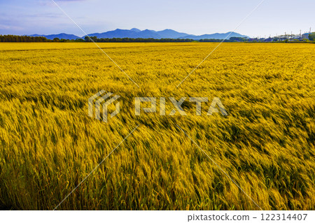 Barley fall Barley fall 122314407