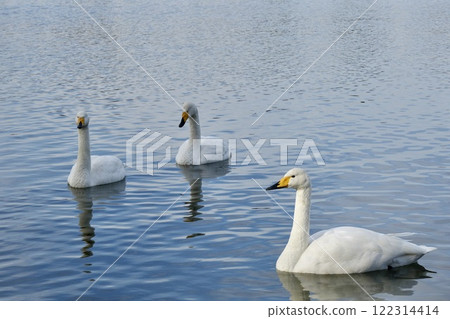 A flock of beautiful swans swimming gracefully 122314414