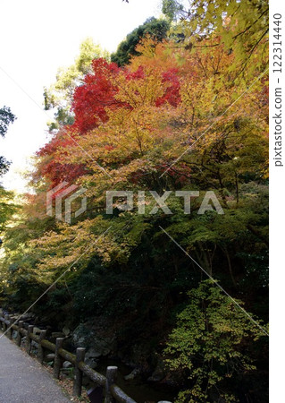 箕面公園的紅葉（大阪市箕面市） 122314440